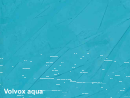 Volvox Dacapo Lehmstucco aqua 268 - 5 Liter