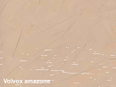Volvox Dacapo Lehmstucco amazone 008 - 2,5 Liter